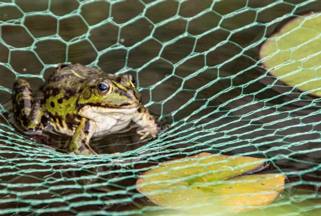 Frosch sitzt auf Teichnetz